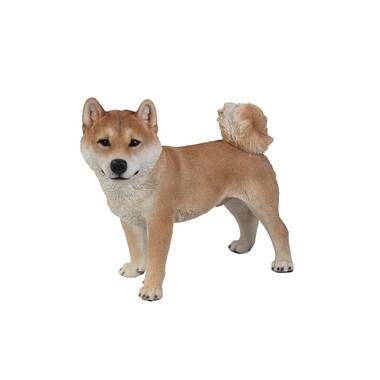 Toy shiba 2024 inu for sale